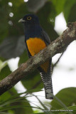 Violaceous Trogon