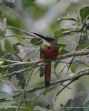 Rufous-tailed Jacamar