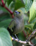 Palm Tanager