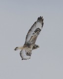 Rough-legged Hawk