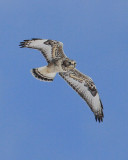 Rough-legged Hawk