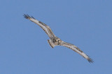 Rough-legged Hawk