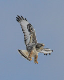 Rough-legged Hawk