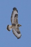 Rough-legged Hawk