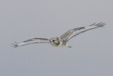 Rough-legged Hawk