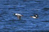 Common Goldeneyes