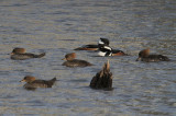 Hooded Merganser