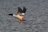 Common Merganser