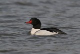 Common Merganser