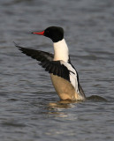 Common Merganser