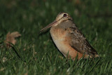 American Woodcock