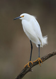 Snowy Egret