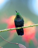 Green-throated Carib