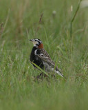 Chestnut-collared Longspur