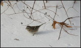 IMG_3511.jpg