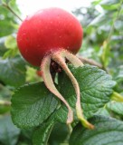 One Big Rose Hip