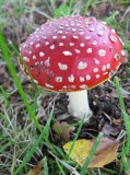Fly agaric (poisonous)