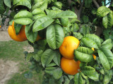 Botanical Garden - Mandarin ?