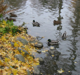 Ducks 1 (3)
