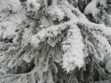 Snow Crystals On the Spruce Branches..