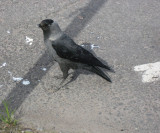 Even the Jackdaw Loves Icecream!