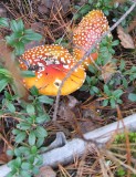  Fly Agaric -  Beautiful To Look  at,  but Poisonous!