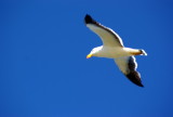 Silver Gull