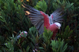 Pink and Grey Galah, Australia, Victoria, Sandy Point