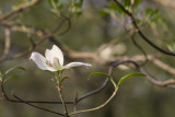 Tree Blossom 2