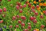 Aggie Blue Bonnets