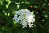 White Flower Cluster