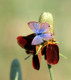 Blue Butterfly on a Mexican Hat
