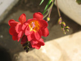 Red Flower.jpg