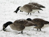 Geese in Snow.jpg