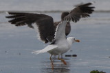 Lesser Black-backed Gull