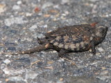 Snapping Turtle (juvenile)