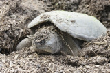 Snapping Turtle Egg-laying