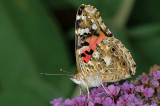 Painted Lady / Tidselsommerfugl