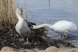 3) The ugly duckling / Den grimme lling