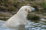 4) Polar bear bath / Isbjornebad