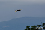 Skinner Butte Eagle