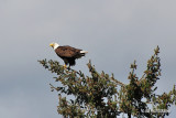 Skinner Butte Eagle