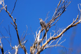 GRAY HAWK