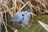 GREAT BLUE HERON