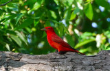 Summer Tanager