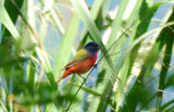 PAINTED  BUNTING