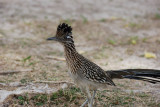 Greater Roadrunner