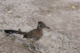 Greater Roadrunner