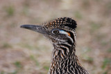 Greater Roadrunner
