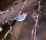 Blue-gray Gnatcatcher